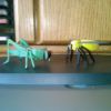 Compund Bugs Compund Bugs